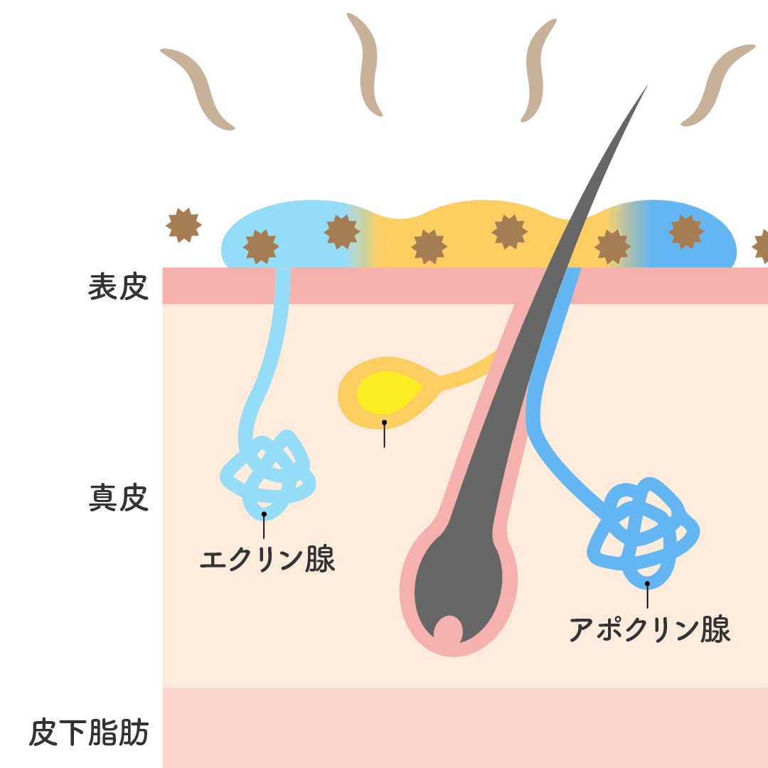 ワキガとは？